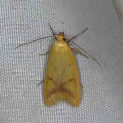 Aeolothapsa malacella (A Concealer moth) at Rosedale, NSW - 15 Nov 2019 by jb2602