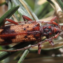 Phoracantha synonyma (Longhorn beetle) at ANBG - 13 Nov 2019 by TimL