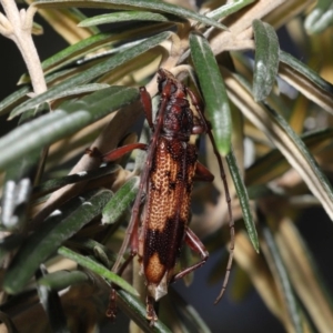 Phoracantha synonyma at Acton, ACT - 13 Nov 2019 12:40 PM