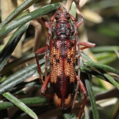 Phoracantha synonyma at Acton, ACT - 13 Nov 2019 12:40 PM