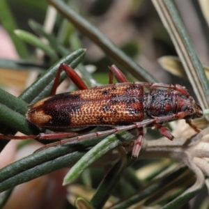 Phoracantha synonyma at Acton, ACT - 13 Nov 2019