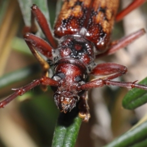 Phoracantha synonyma at Acton, ACT - 13 Nov 2019 12:40 PM