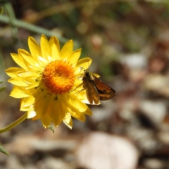 Ocybadistes walkeri (Green Grass-dart) at Kambah, ACT - 16 Nov 2019 by MatthewFrawley