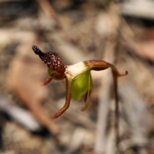 Caleana minor at O'Connor, ACT - suppressed