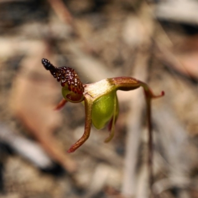 Caleana minor (Small Duck Orchid) at Black Mountain - 18 Nov 2019 by shoko