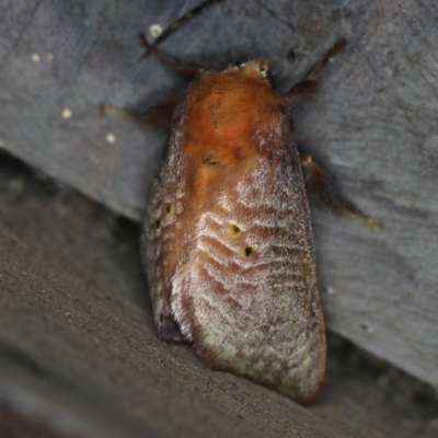 Doratifera quadriguttata (Four-spotted Cup Moth) at Rosedale, NSW - 15 Nov 2019 by jbromilow50