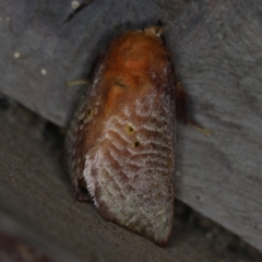 Doratifera quadriguttata at Rosedale, NSW - 15 Nov 2019