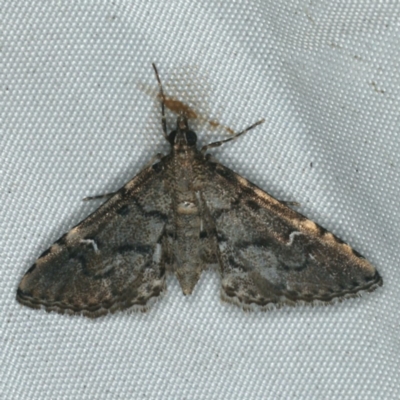 Metasia capnochroa (Smokey Metasia Moth) at Rosedale, NSW - 15 Nov 2019 by jb2602