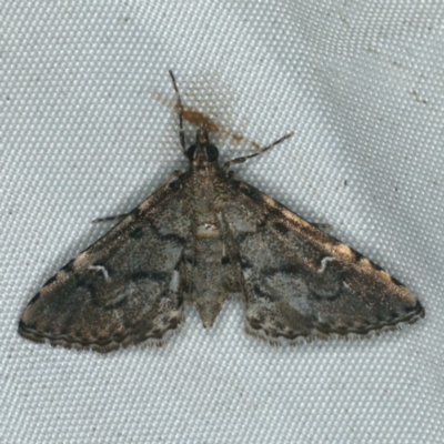 Metasia capnochroa (Smokey Metasia Moth) at Rosedale, NSW - 15 Nov 2019 by jbromilow50