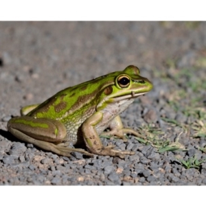 Litoria aurea at Kioloa, NSW - 16 Nov 2019