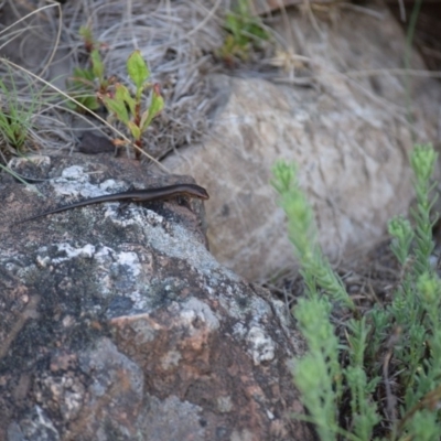 Pseudemoia entrecasteauxii (Woodland Tussock-skink) at Namadgi National Park - 17 Nov 2019 by ChrisHolder