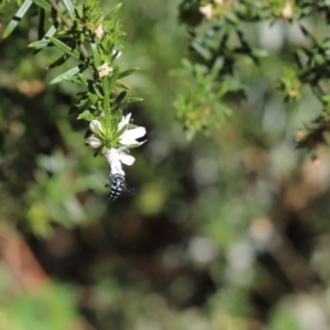 Thyreus caeruleopunctatus at Cook, ACT - 18 Nov 2019