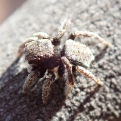 Maratus vespertilio at Curtin, ACT - 17 Nov 2019