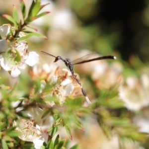 Gasteruption sp. (genus) at Cook, ACT - 18 Nov 2019 03:15 PM