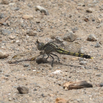 Orthetrum caledonicum (Blue Skimmer) at Tomakin, NSW - 15 Nov 2019 by jb2602