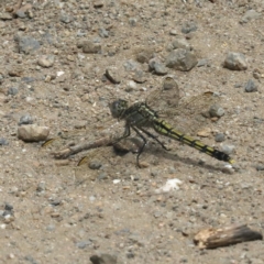 Orthetrum caledonicum at Tomakin, NSW - 15 Nov 2019 11:30 AM