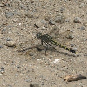 Orthetrum caledonicum at Tomakin, NSW - 15 Nov 2019 11:30 AM