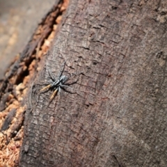 Nyssus coloripes (Spotted Ground Swift Spider) at Cook, ACT - 17 Nov 2019 by Tammy