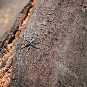 Nyssus coloripes at Cook, ACT - 17 Nov 2019 12:22 PM