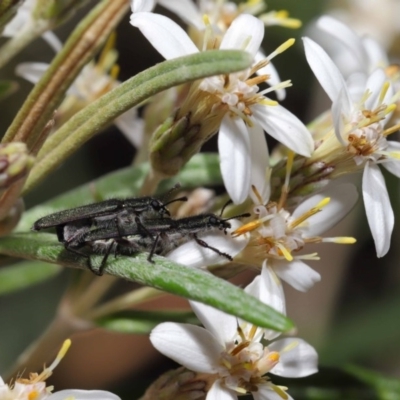 Eleale aspera (Clerid beetle) at Acton, ACT - 13 Nov 2019 by TimL