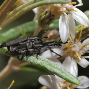 Eleale aspera at Acton, ACT - 13 Nov 2019 12:37 PM