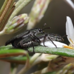 Eleale aspera at Acton, ACT - 13 Nov 2019 12:37 PM