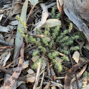 Paronychia brasiliana at Weston, ACT - 17 Nov 2019 04:15 PM