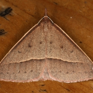 Epidesmia chilonaria at Rosedale, NSW - 15 Nov 2019 08:33 PM