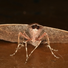 Epidesmia chilonaria at Rosedale, NSW - 15 Nov 2019