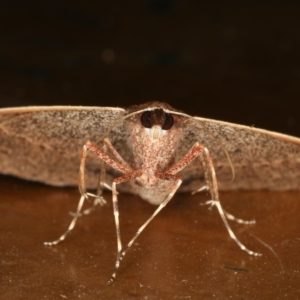 Epidesmia chilonaria at Rosedale, NSW - 15 Nov 2019