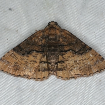 Aporoctena sp.(genus) (A Geometrid moth) at Rosedale, NSW - 15 Nov 2019 by jb2602