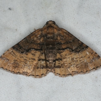 Aporoctena sp.(genus) (A Geometrid moth) at Rosedale, NSW - 15 Nov 2019 by jb2602