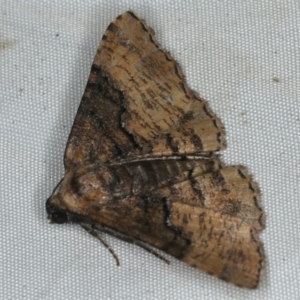 Aporoctena sp.(genus) at Rosedale, NSW - 15 Nov 2019