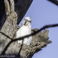 Cacatua galerita (Sulphur-crested Cockatoo) at Garran, ACT - 16 Nov 2019 by JonSteinbeck