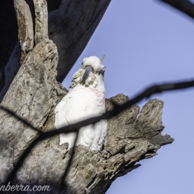 Cacatua galerita (Sulphur-crested Cockatoo) at Garran, ACT - 16 Nov 2019 by JonSteinbeck