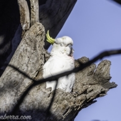 Cacatua galerita at Garran, ACT - 16 Nov 2019 08:26 AM