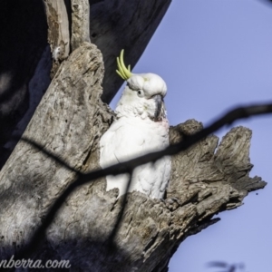 Cacatua galerita at Garran, ACT - 16 Nov 2019 08:26 AM