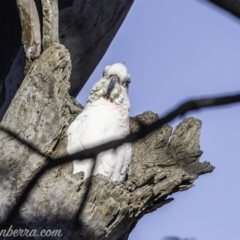 Cacatua galerita at Garran, ACT - 16 Nov 2019 08:26 AM