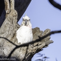 Cacatua galerita at Garran, ACT - 16 Nov 2019 08:26 AM