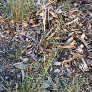 Austrostipa scabra at Weston, ACT - 16 Nov 2019 12:55 PM