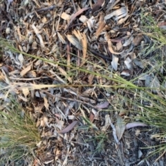 Austrostipa scabra at Weston, ACT - 16 Nov 2019 12:55 PM