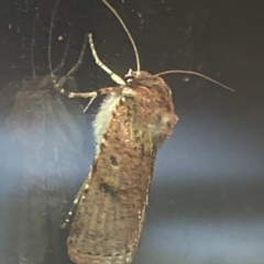 Proteuxoa nycteris (A Noctuid moth) at Aranda, ACT - 18 Nov 2019 by Jubeyjubes