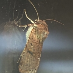 Unidentified Noctuoid moth (except Arctiinae) at Aranda, ACT - 18 Nov 2019 by Jubeyjubes