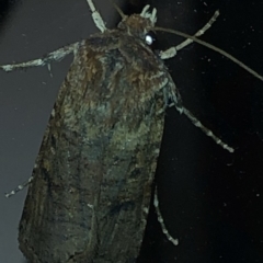 Agrotis porphyricollis at Aranda, ACT - 18 Nov 2019 08:53 PM