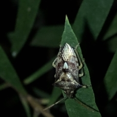 Oechalia schellenbergii (Spined Predatory Shield Bug) at Aranda, ACT - 18 Nov 2019 by Jubeyjubes