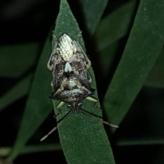 Oechalia schellenbergii at Aranda, ACT - 18 Nov 2019