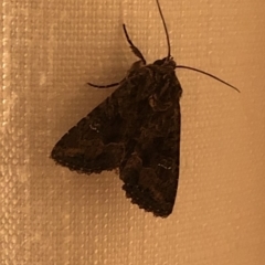 Neumichtis nigerrima (Black Turnip Moth) at Aranda, ACT - 18 Nov 2019 by Jubeyjubes