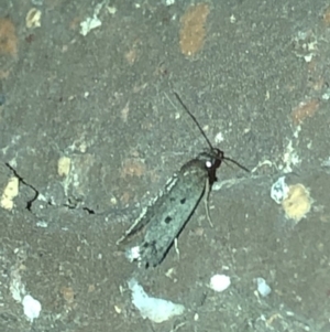 Oecophoridae (family) at Aranda, ACT - 18 Nov 2019