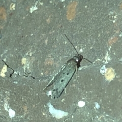 Oecophoridae (family) (Unidentified Oecophorid concealer moth) at Aranda, ACT - 18 Nov 2019 by Jubeyjubes