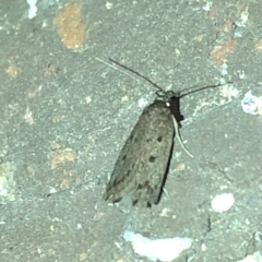 Oecophoridae (family) at Aranda, ACT - 18 Nov 2019 08:57 PM